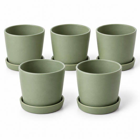 Sage Seedling Pots on white background
